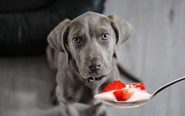 természetes probiotikum kutyáknak